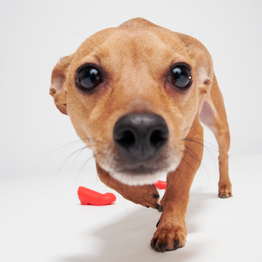Furiends of Dorothy Multi-Part + Gnaw Dog Toy