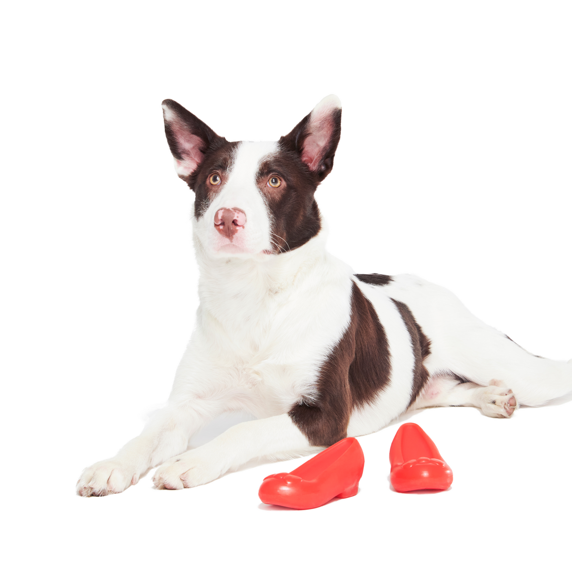 Furiends of Dorothy Multi-Part + Gnaw Dog Toy