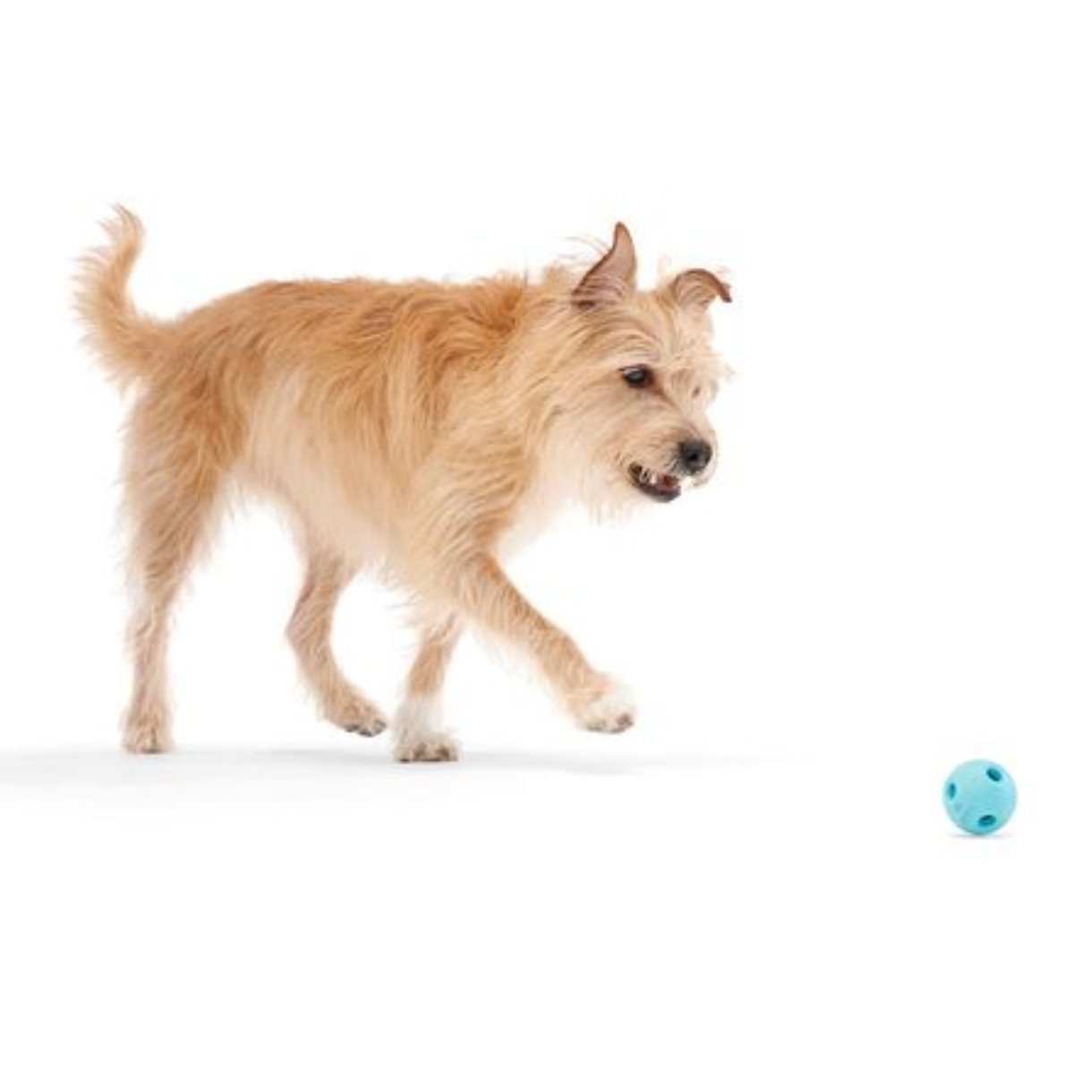 Fetchapult Fetch Dog Toy