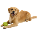 Goblin Booty Super Chewer Durable Gnaw Dog Toy